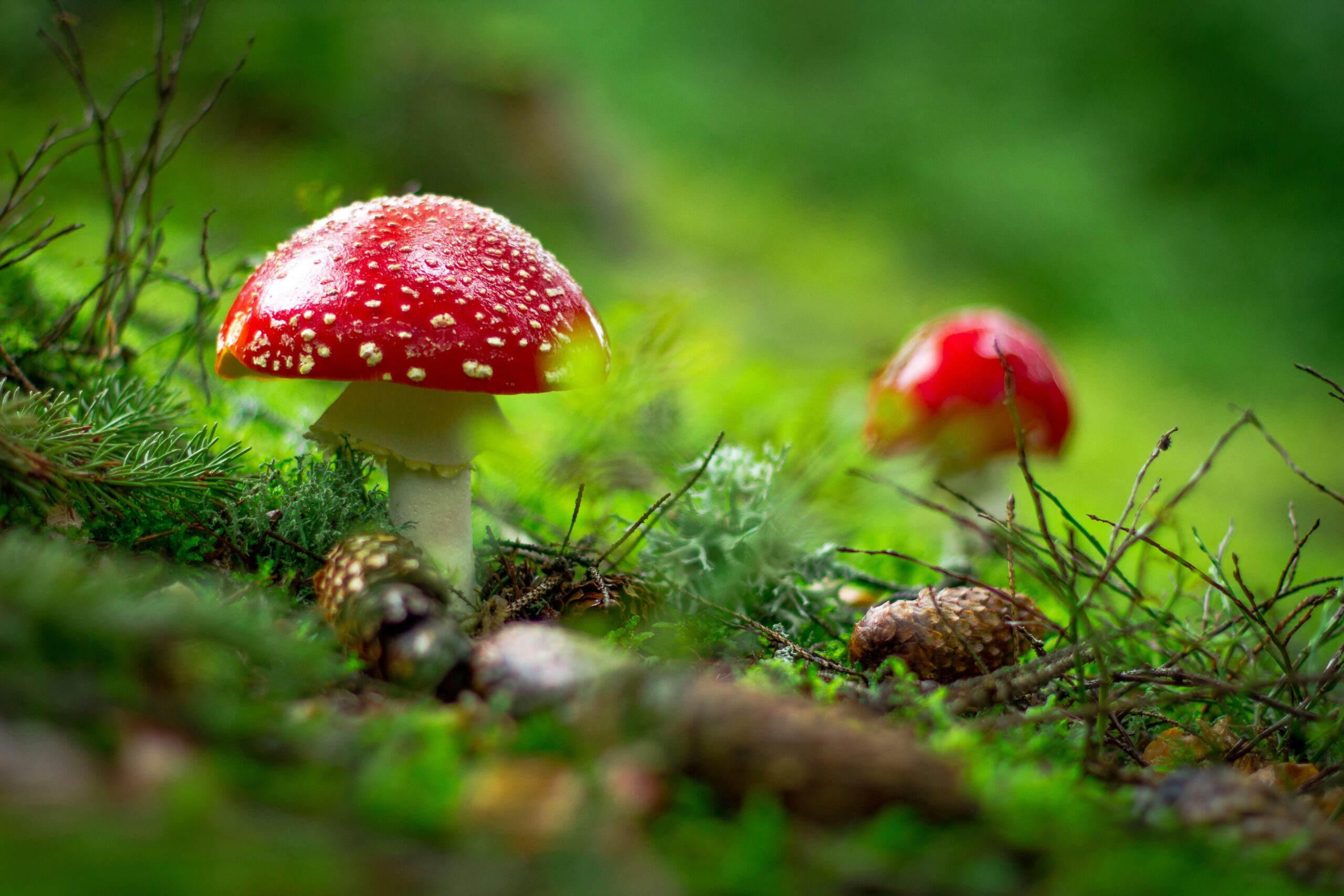 herfst