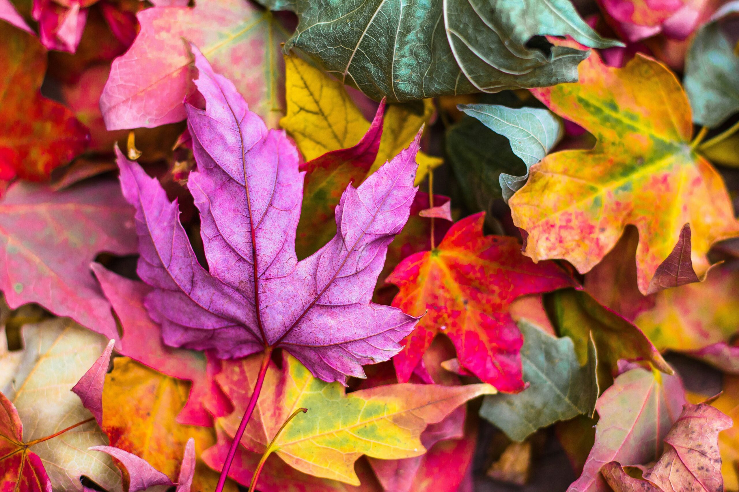 herfst bladeren
